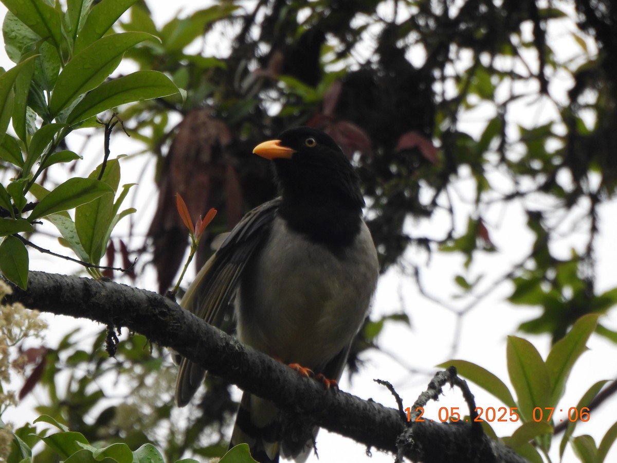 Yellow-billed Blue-Magpie - ML637637986