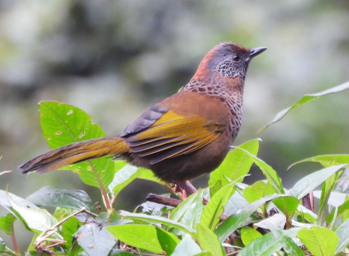 Chestnut-crowned Laughingthrush - ML637637993