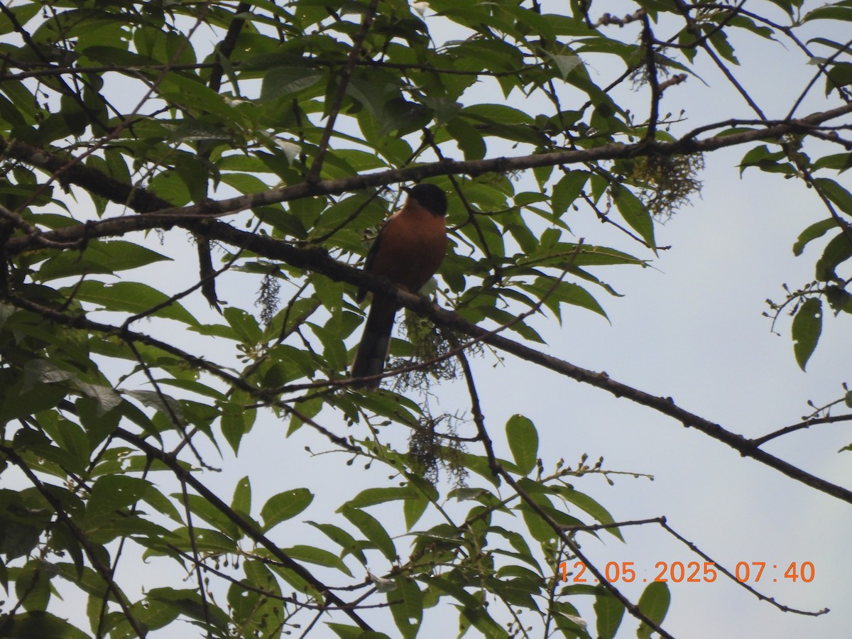 Rufous Sibia - ML637637997