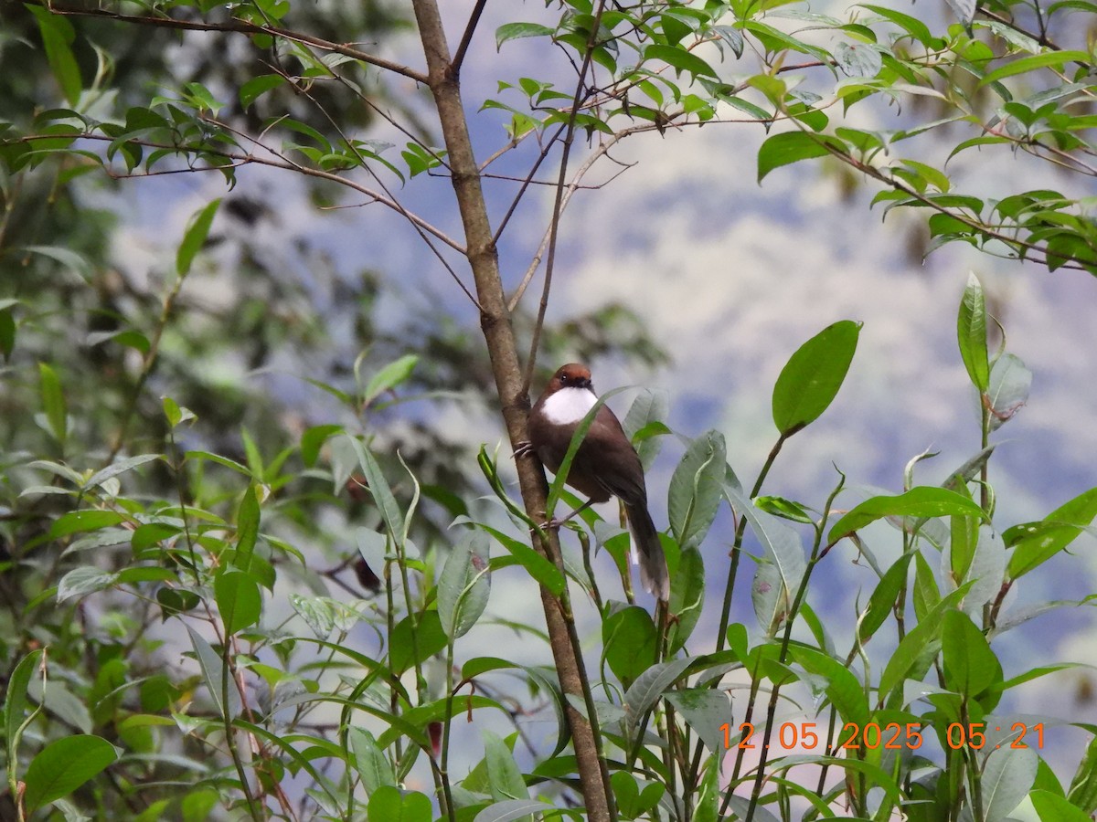 White-throated Laughingthrush - ML637638001