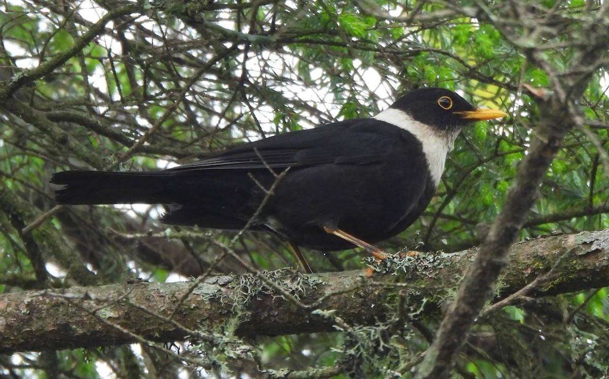White-collared Blackbird - ML637638003