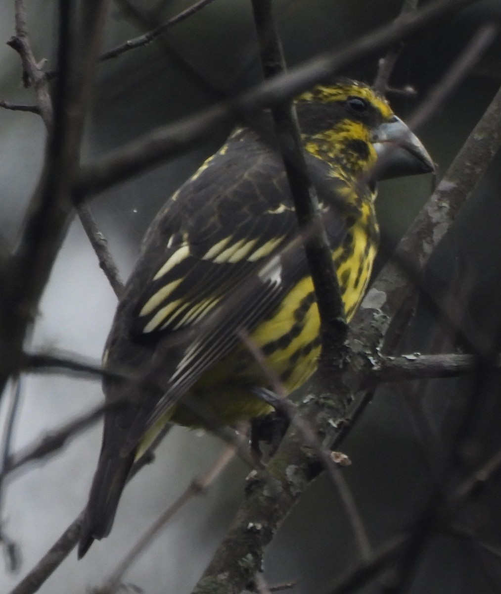 Spot-winged Grosbeak - ML637638007
