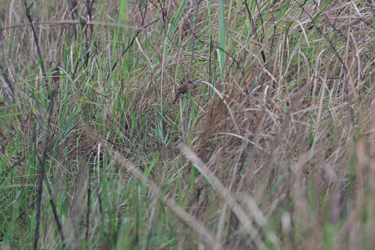 Slender-billed Babbler - ML637638015