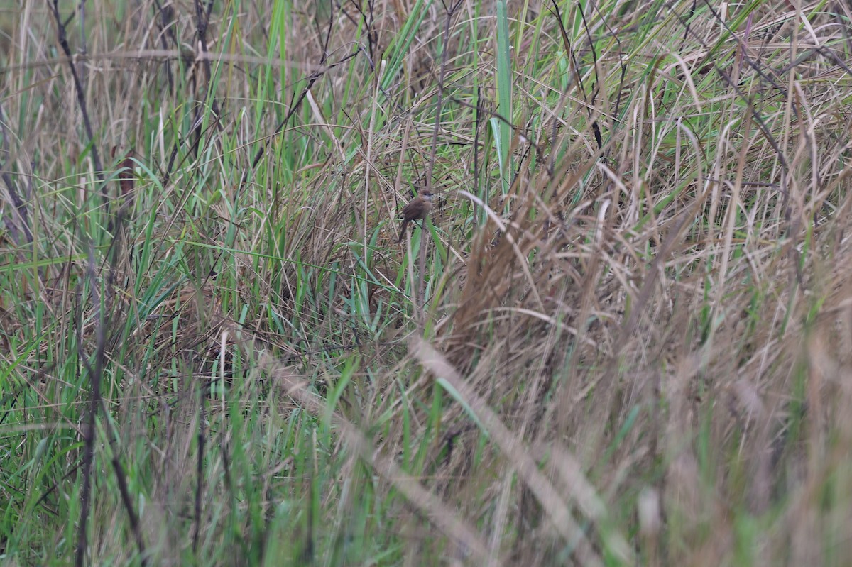 Slender-billed Babbler - ML637638016