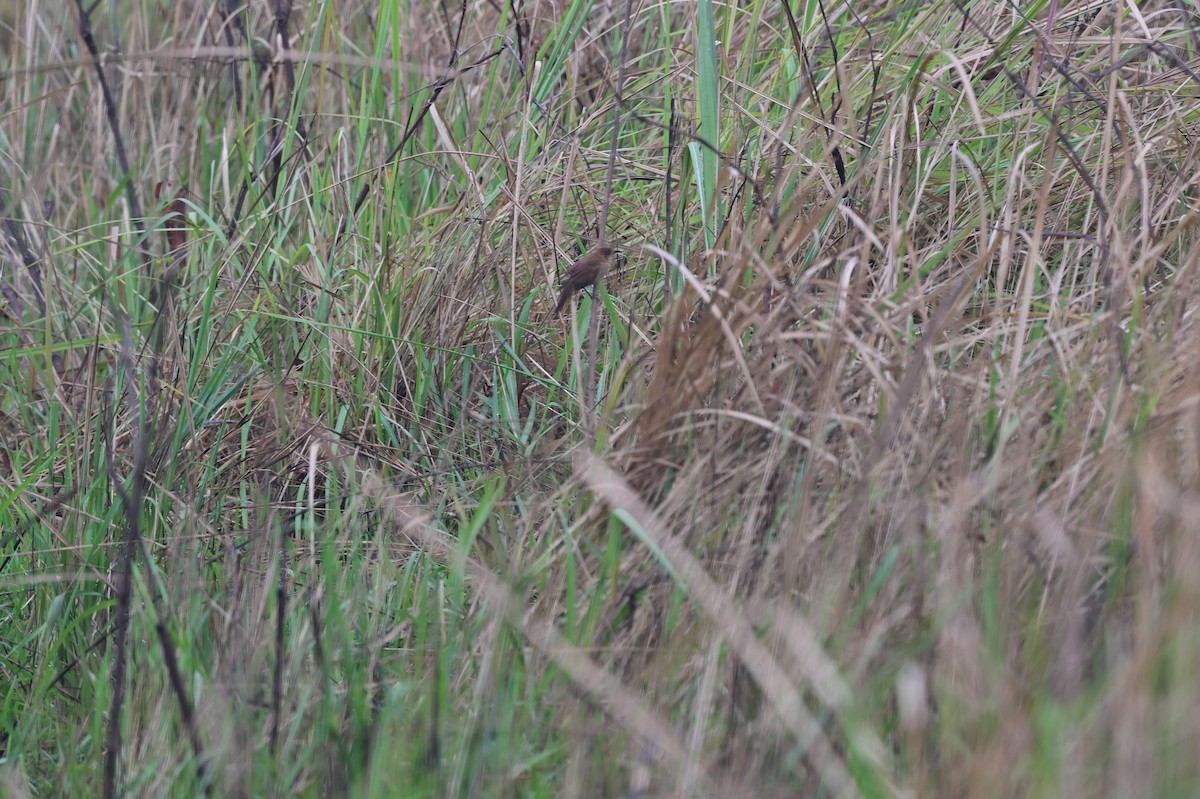 Slender-billed Babbler - ML637638023