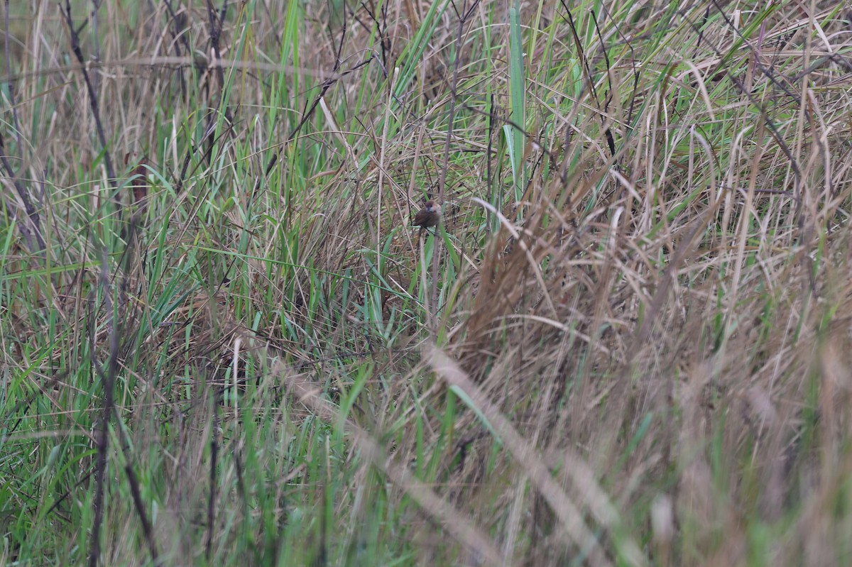 Slender-billed Babbler - ML637638024