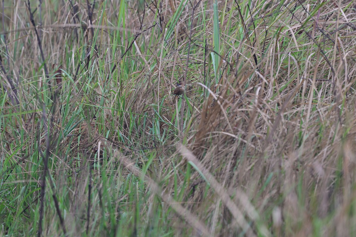 Slender-billed Babbler - ML637638025