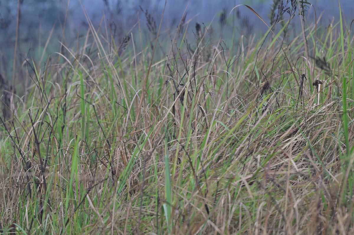 Slender-billed Babbler - ML637638026
