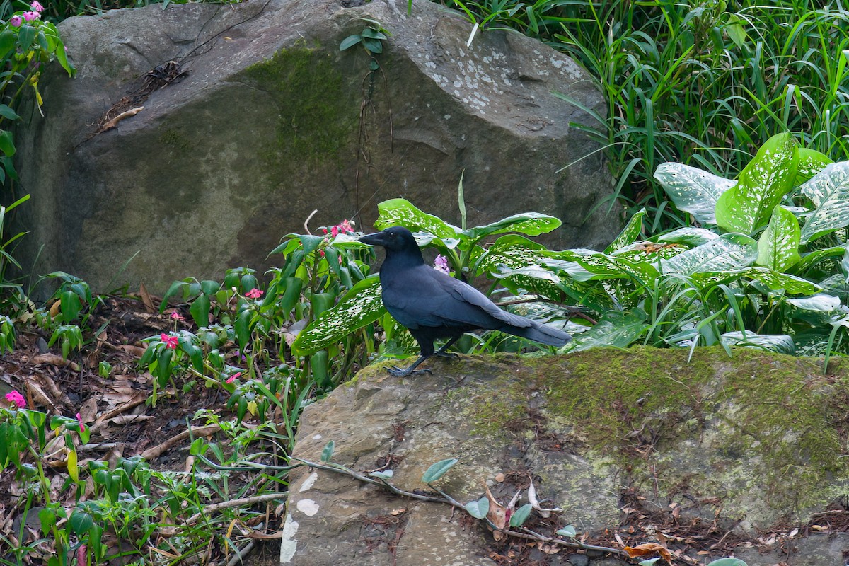 New Caledonian Crow - ML637638031