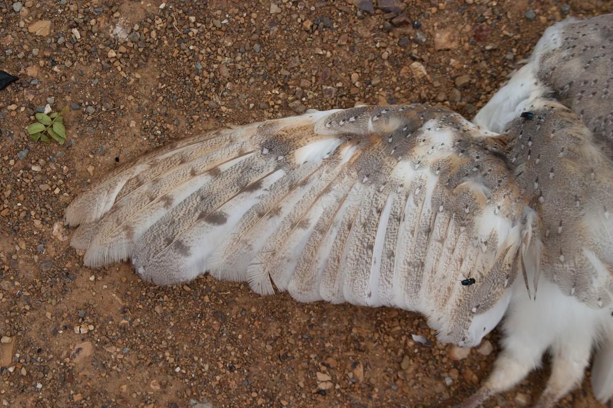 Eastern Barn Owl - ML637638097
