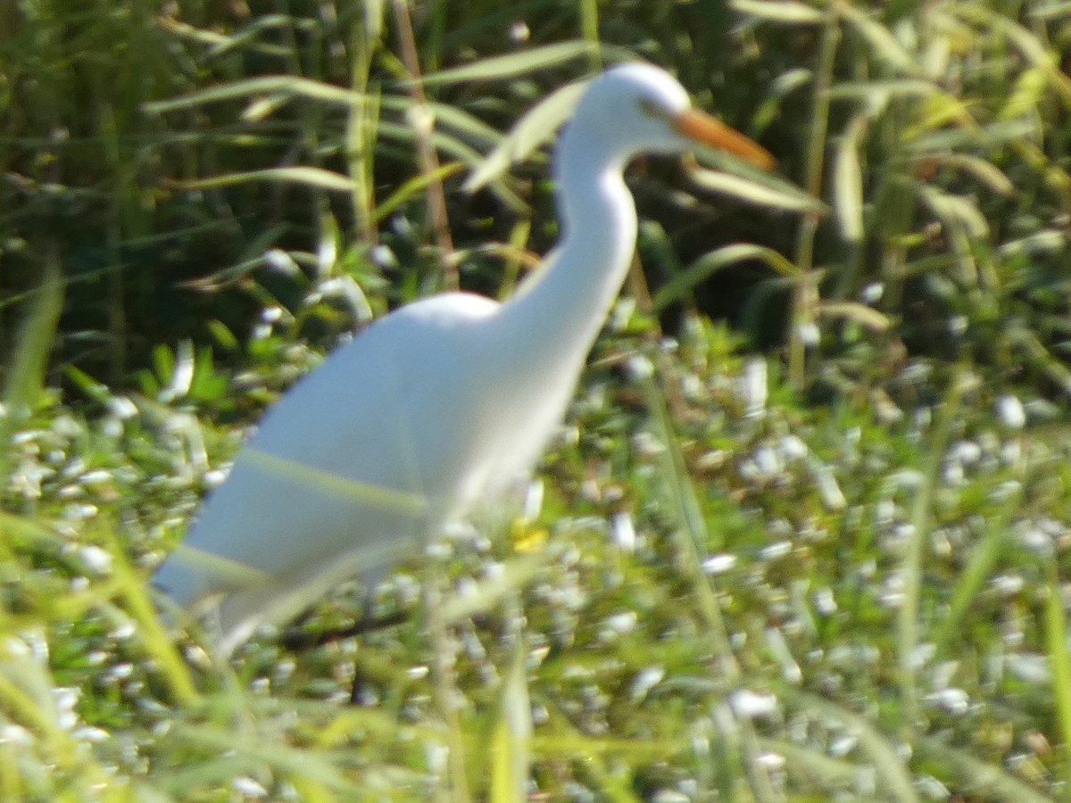 Plumed Egret - ML637638104