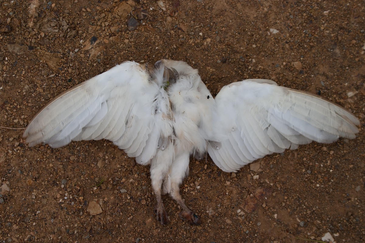 Eastern Barn Owl - ML637638123