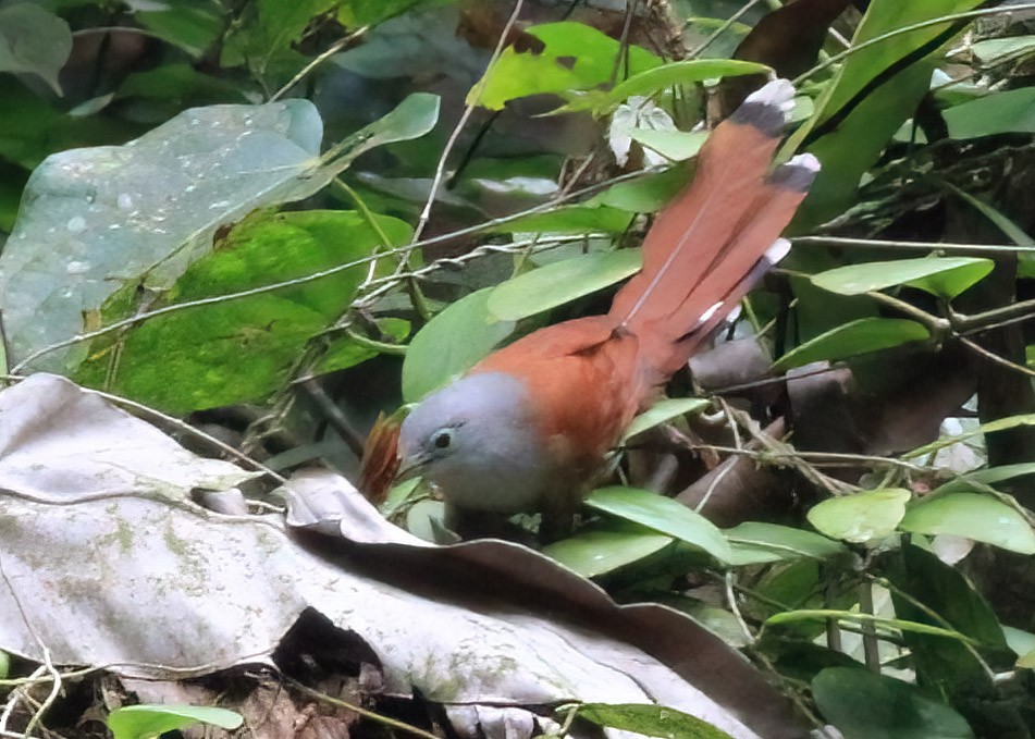 Raffles's Malkoha - ML637638140