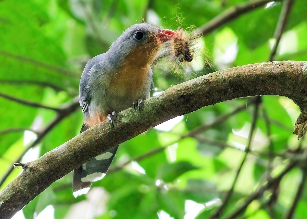 Red-billed Malkoha - ML637638144