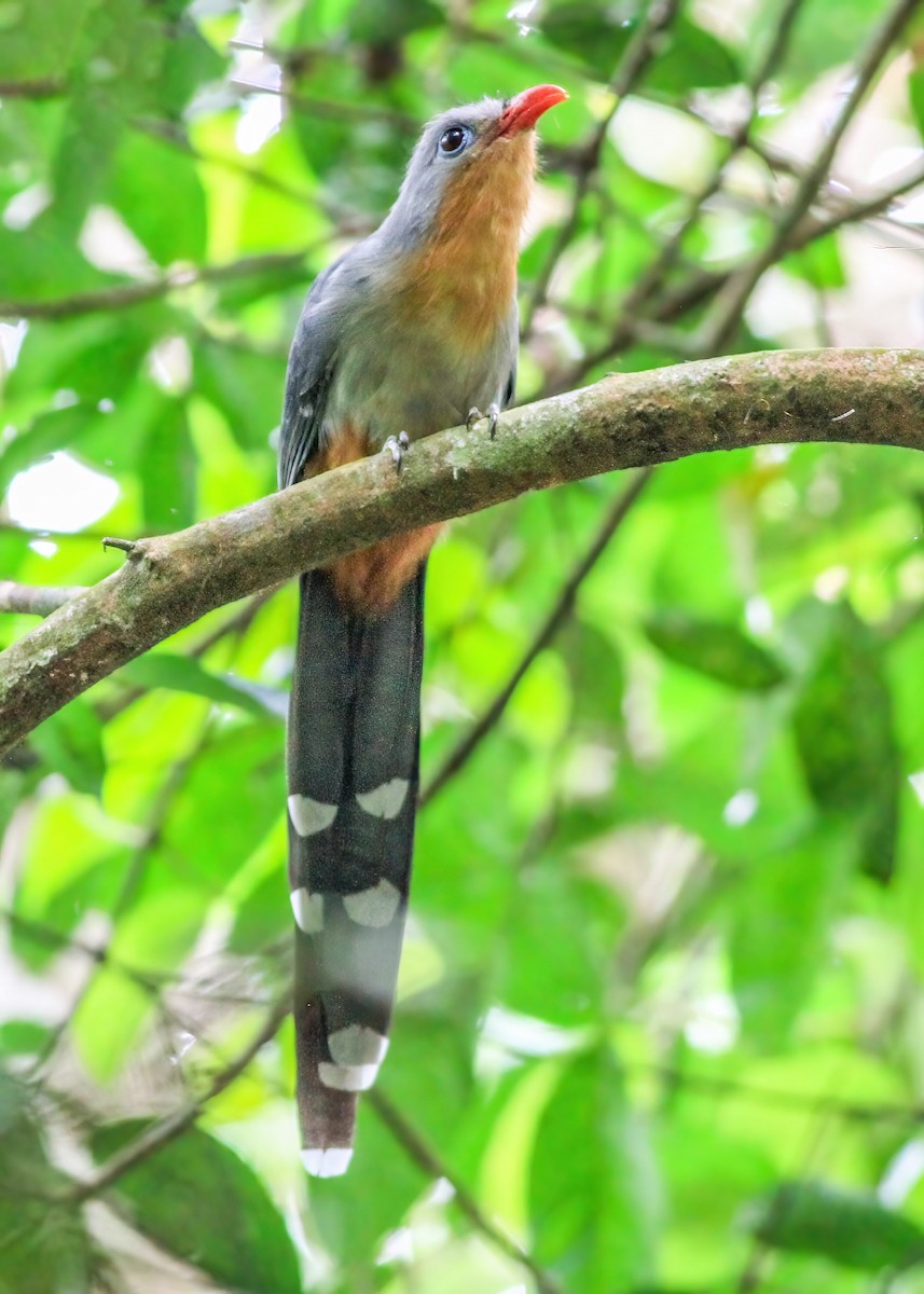 Red-billed Malkoha - ML637638146