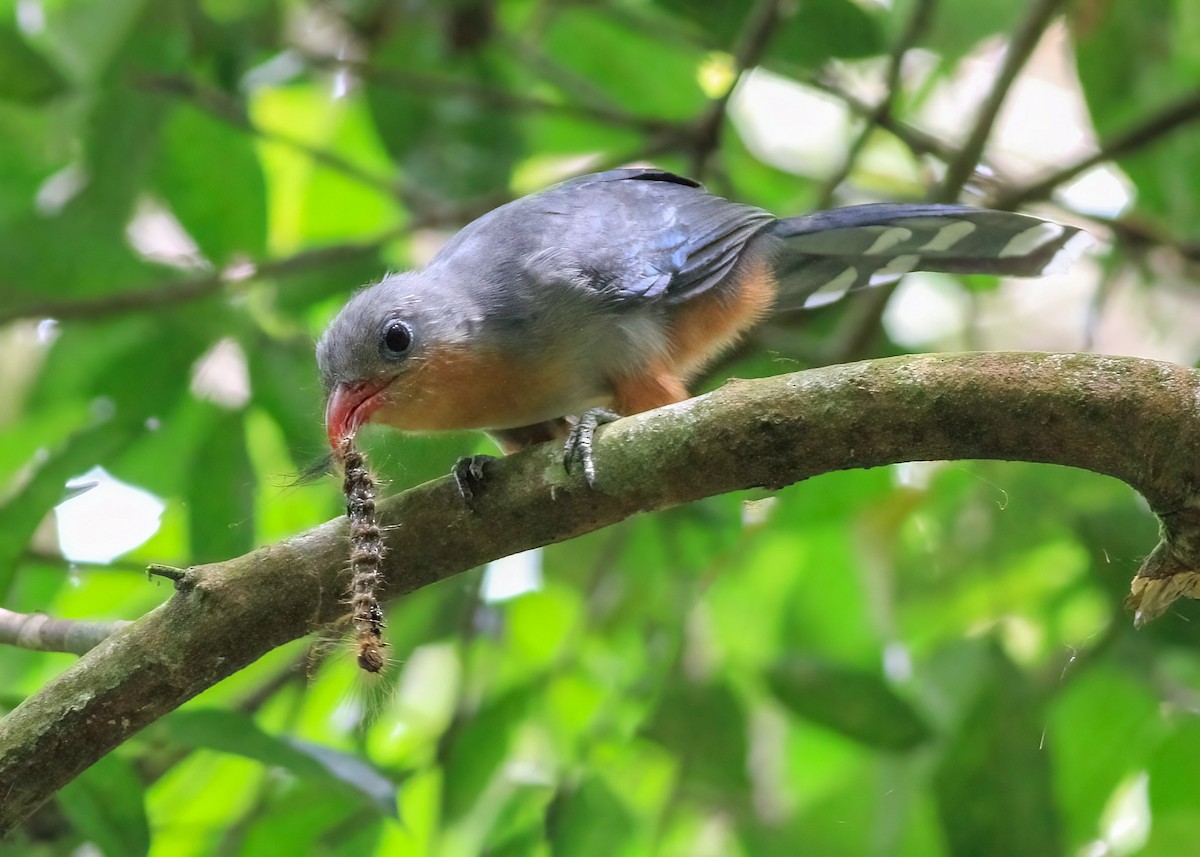 Red-billed Malkoha - ML637638147