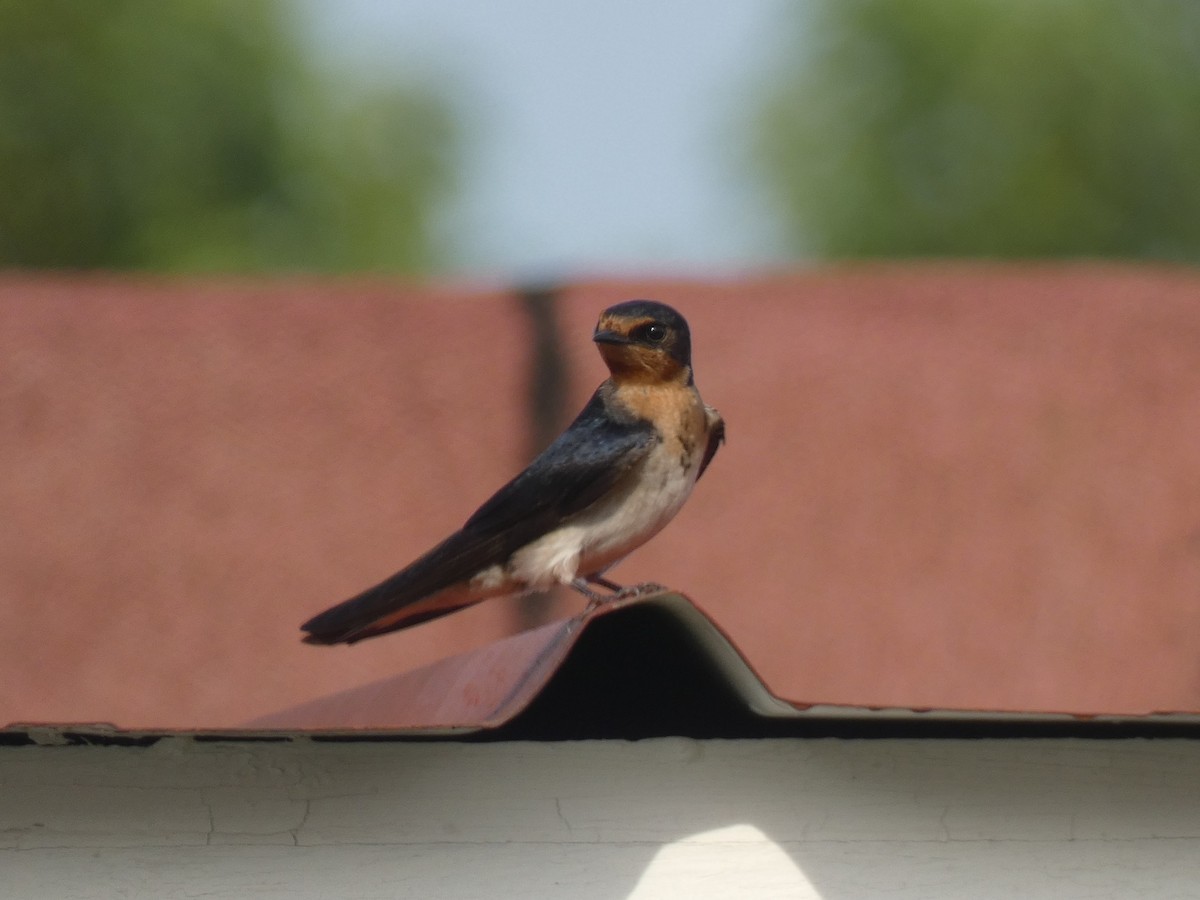 Angola Swallow - ML637638148