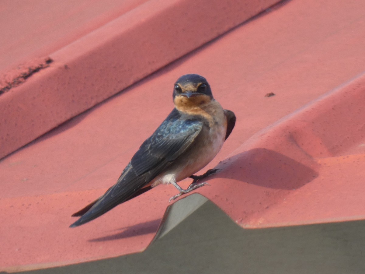 Angola Swallow - ML637638149
