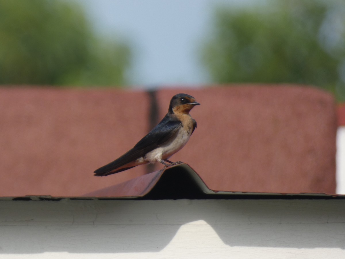 Angola Swallow - ML637638150