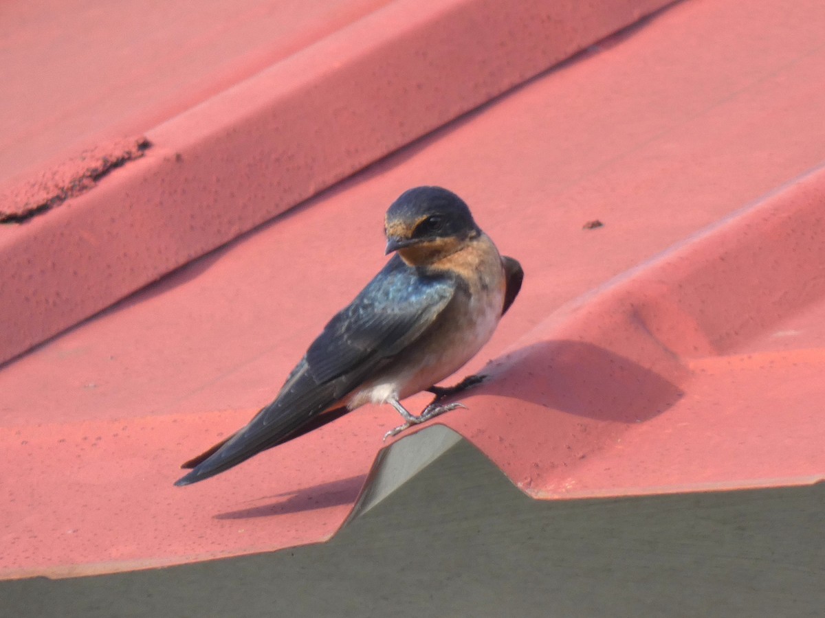 Angola Swallow - ML637638251