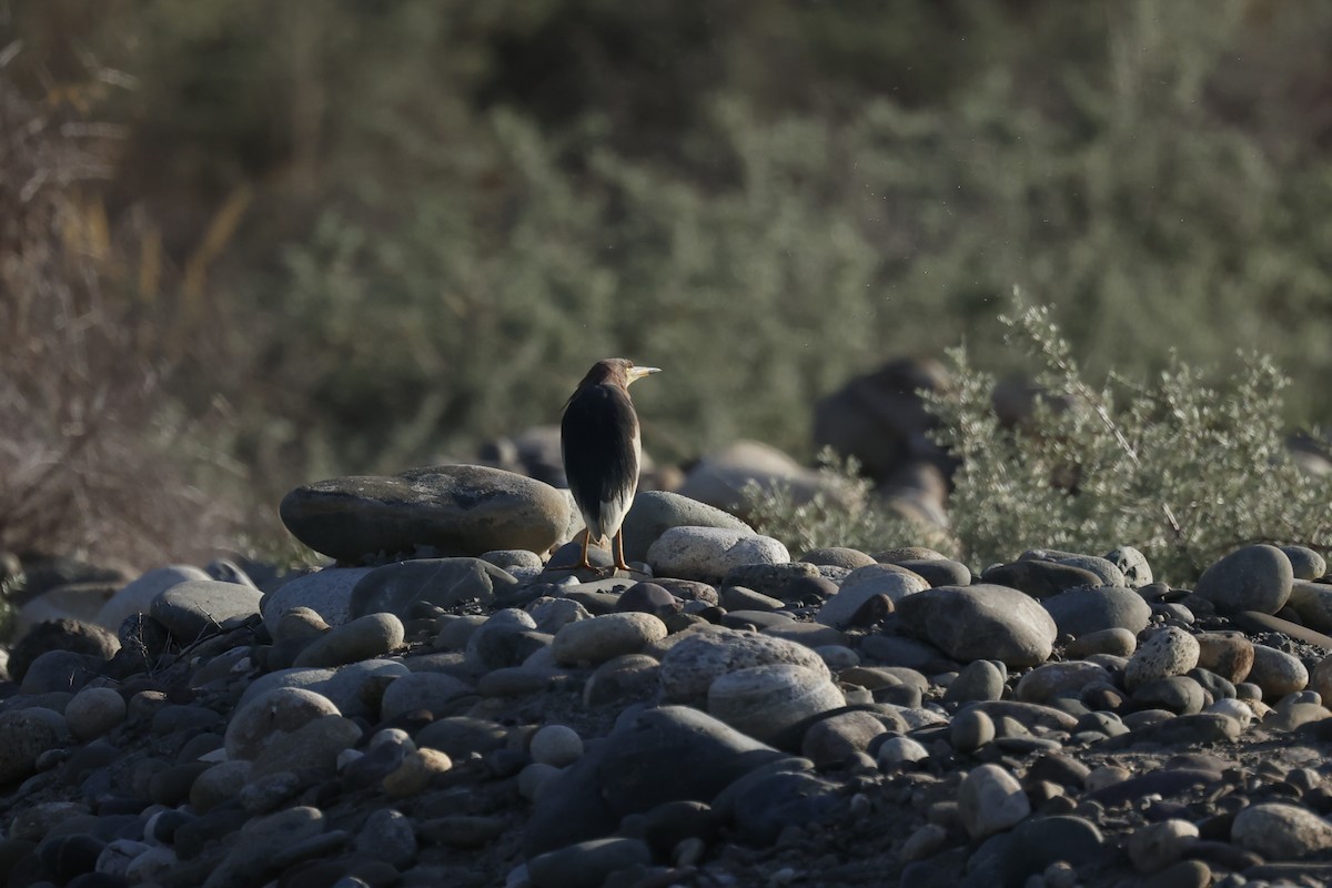 Чапля китайська - ML637638306