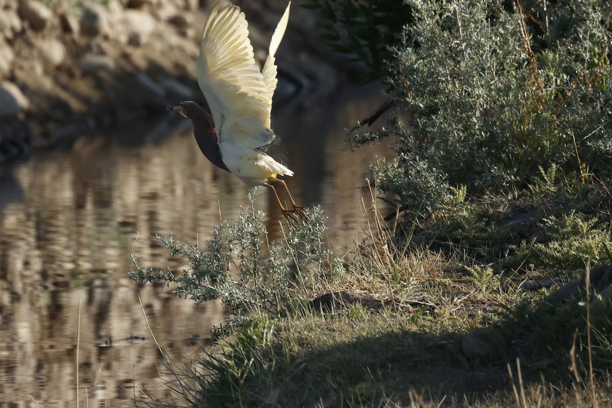 Чапля китайська - ML637638308