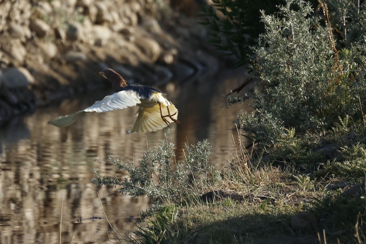 Чапля китайська - ML637638309