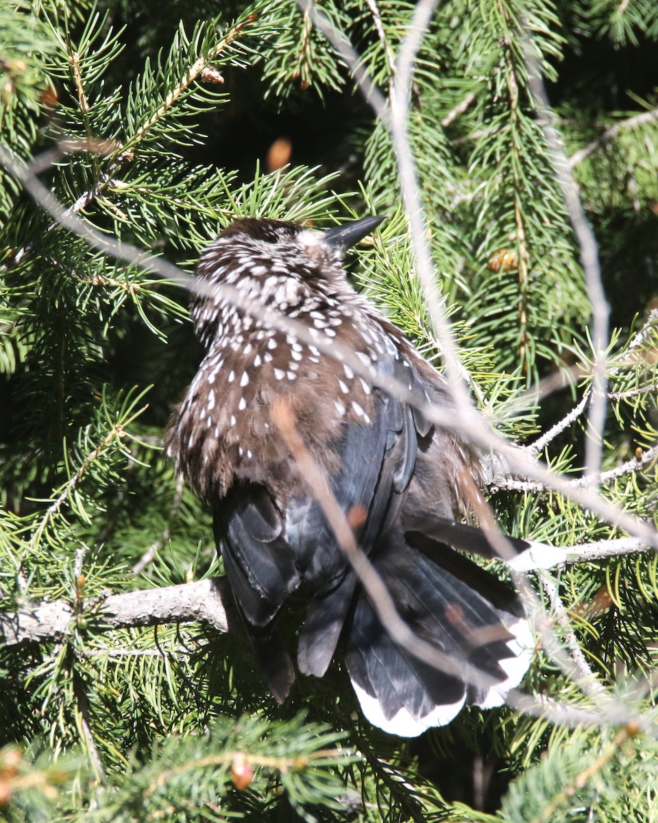 Northern Nutcracker - ML637638313