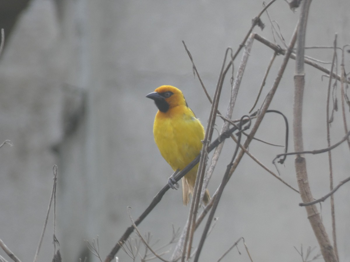 Black-necked Weaver - ML637638322