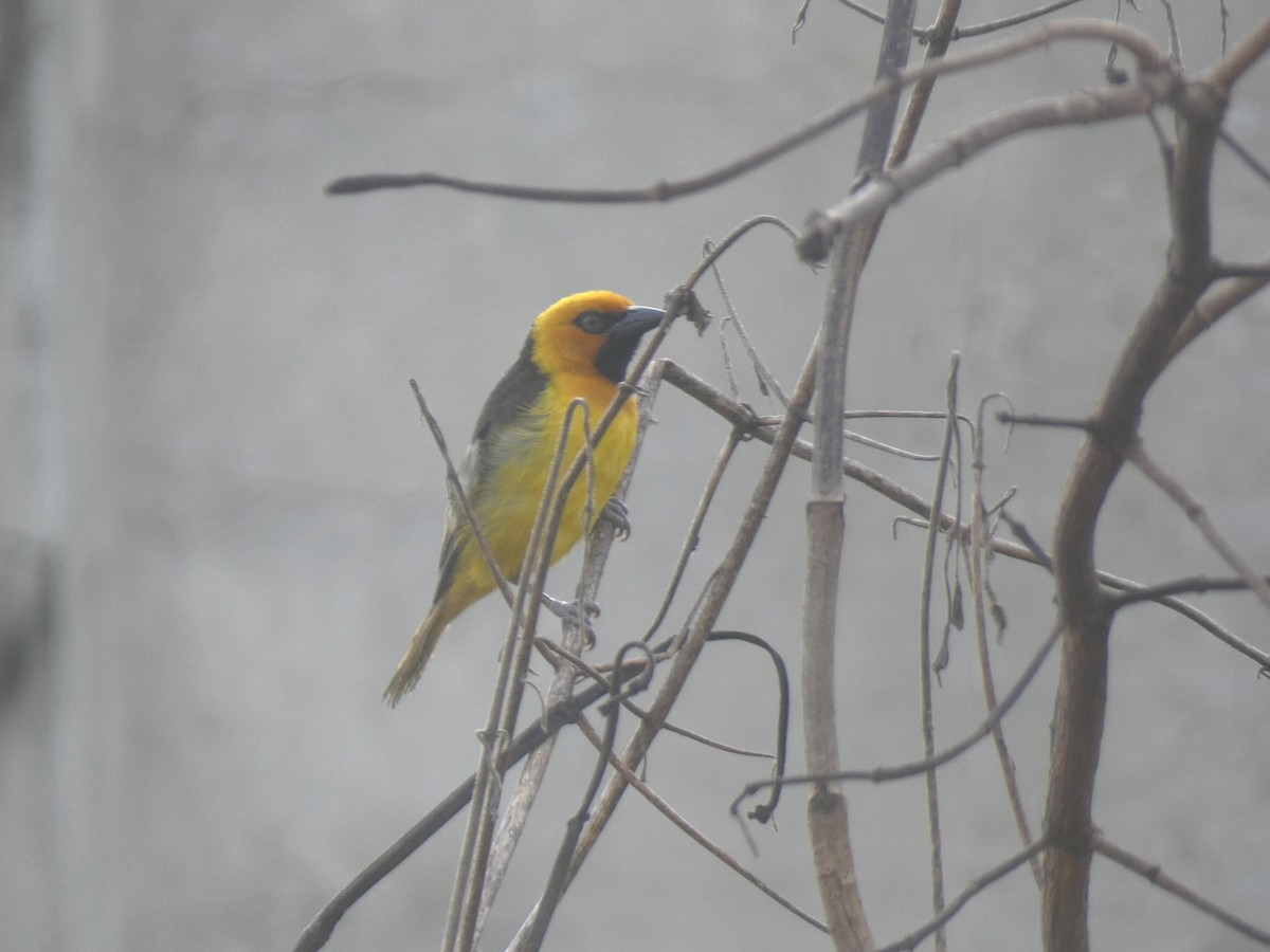 Black-necked Weaver - ML637638323