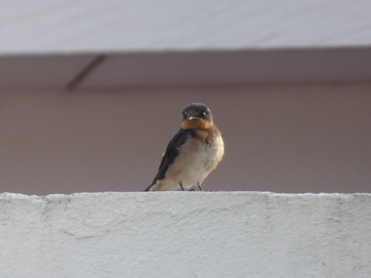 Angola Swallow - ML637638336