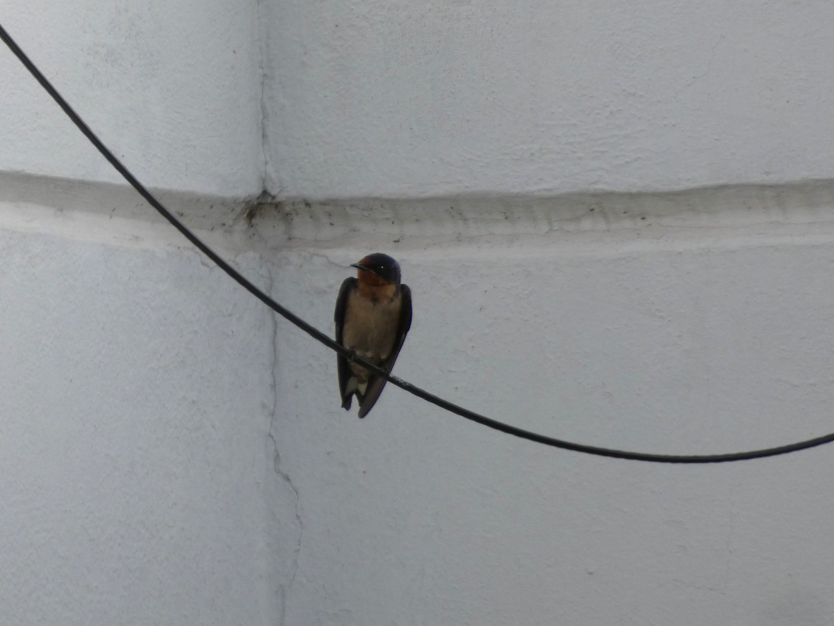 Angola Swallow - ML637638340