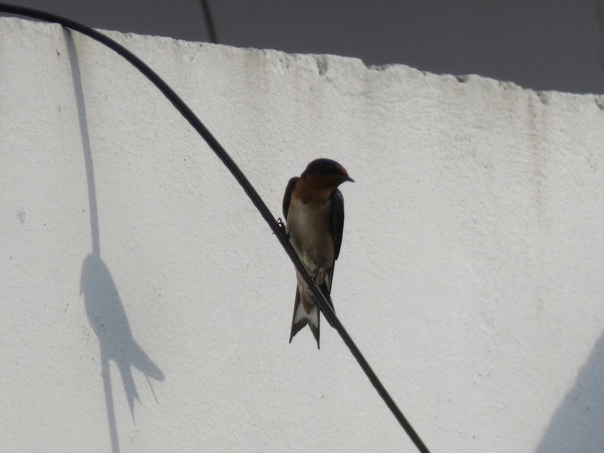 Angola Swallow - ML637638349