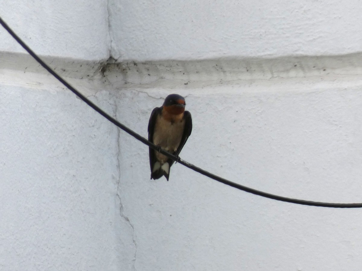 Angola Swallow - ML637638350