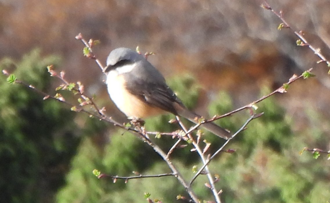 Gray-backed Shrike - ML637638358