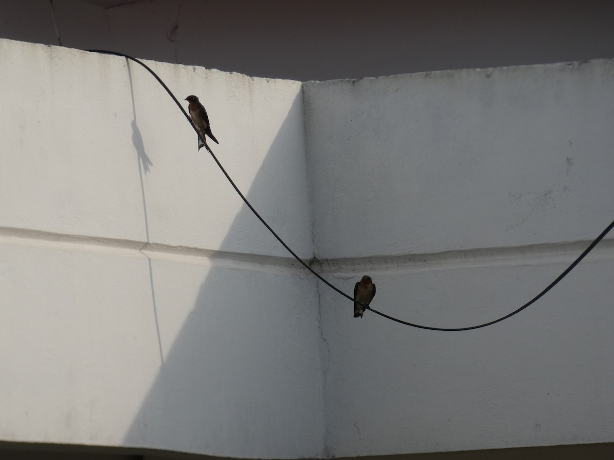 Angola Swallow - ML637638360