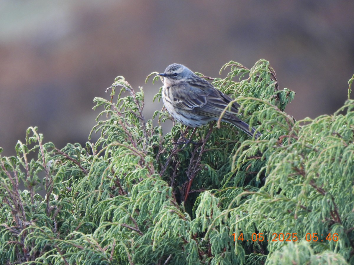 Rosy Pipit - ML637638369