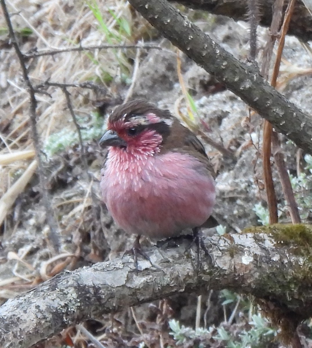 Himalayan White-browed Rosefinch - ML637638376