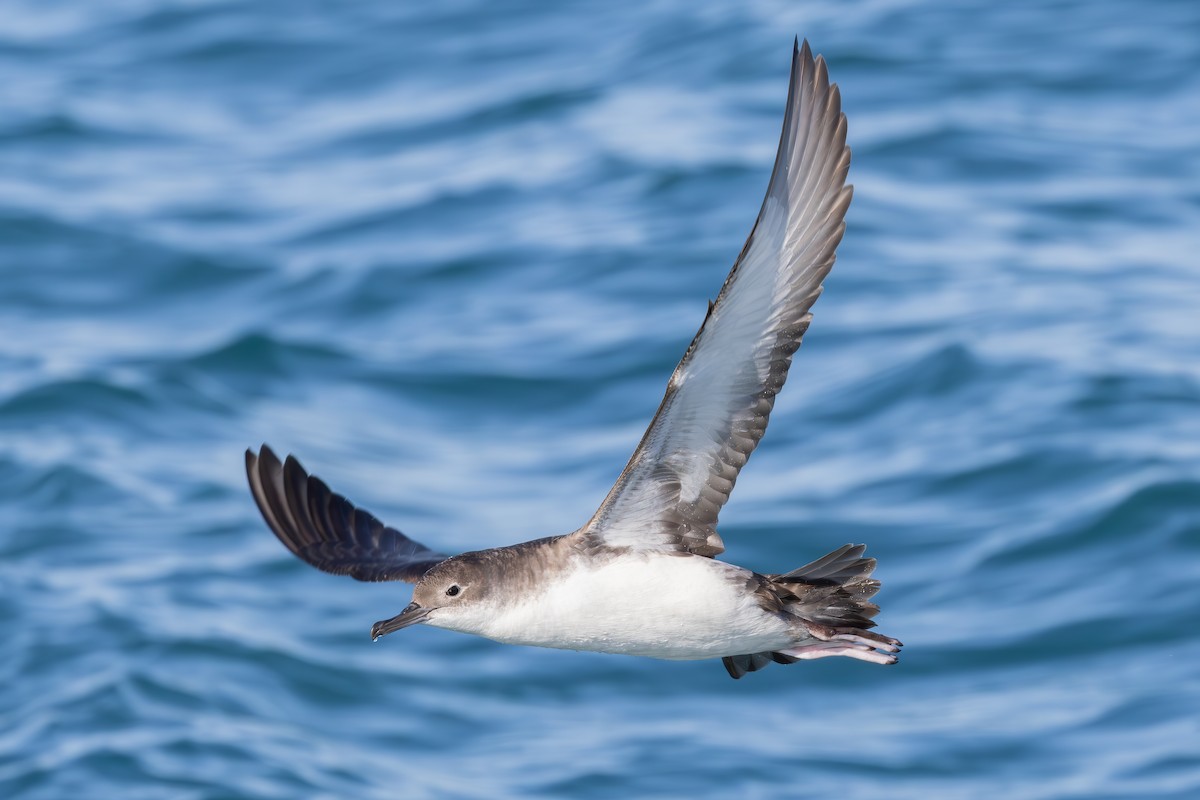 Yelkouan Shearwater - ML637638437