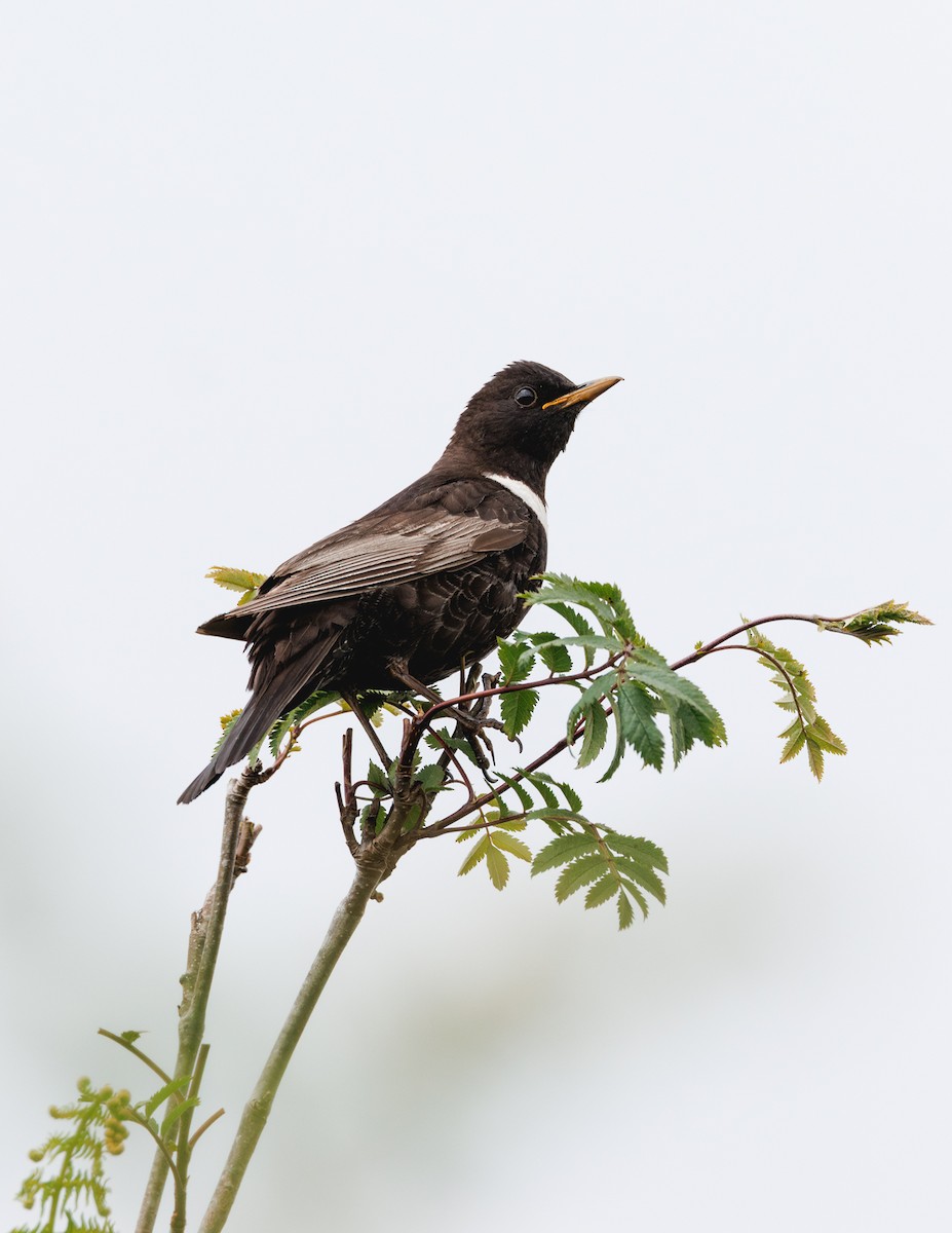 Ring Ouzel - ML637638454