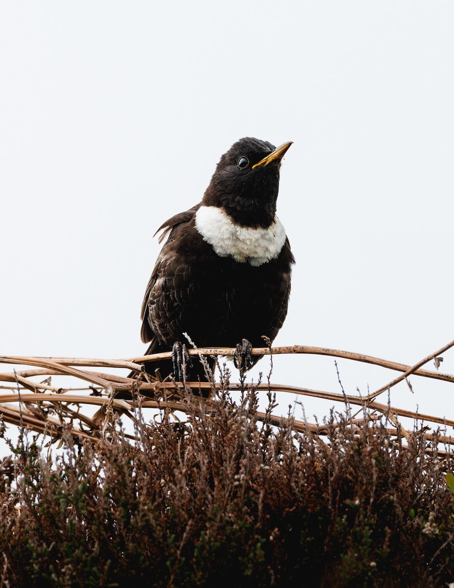 Ring Ouzel - ML637638455