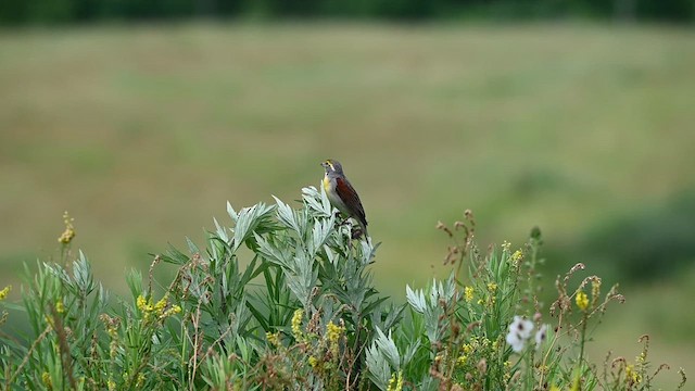 Лускун - ML637638571