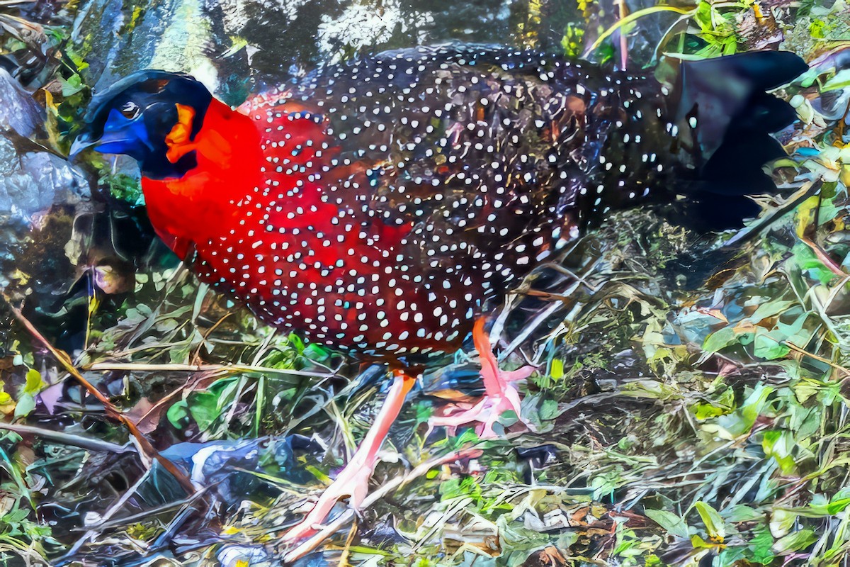 Satyr Tragopan - ML637638589