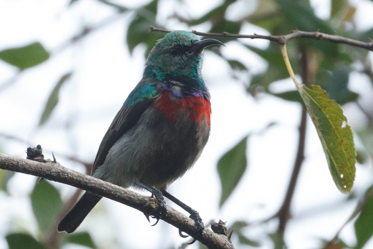 Neergaard's Sunbird - ML637638592