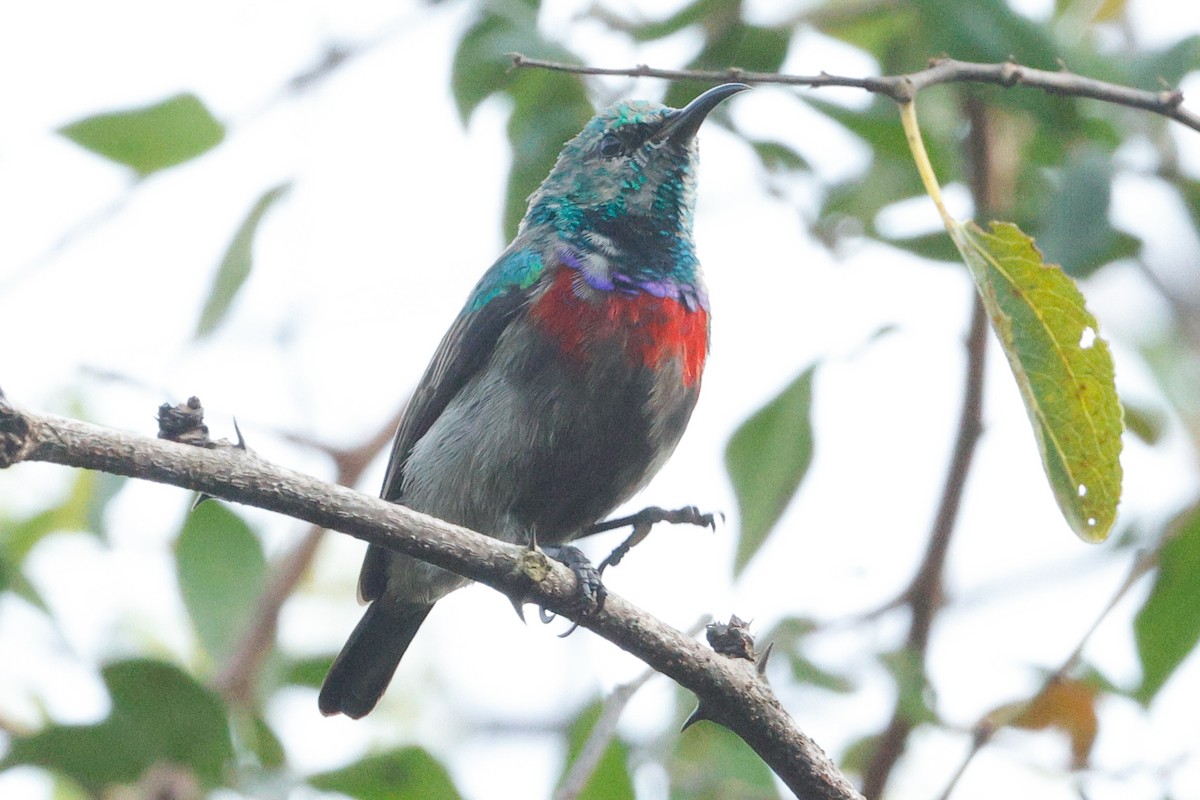 Neergaard's Sunbird - ML637638593