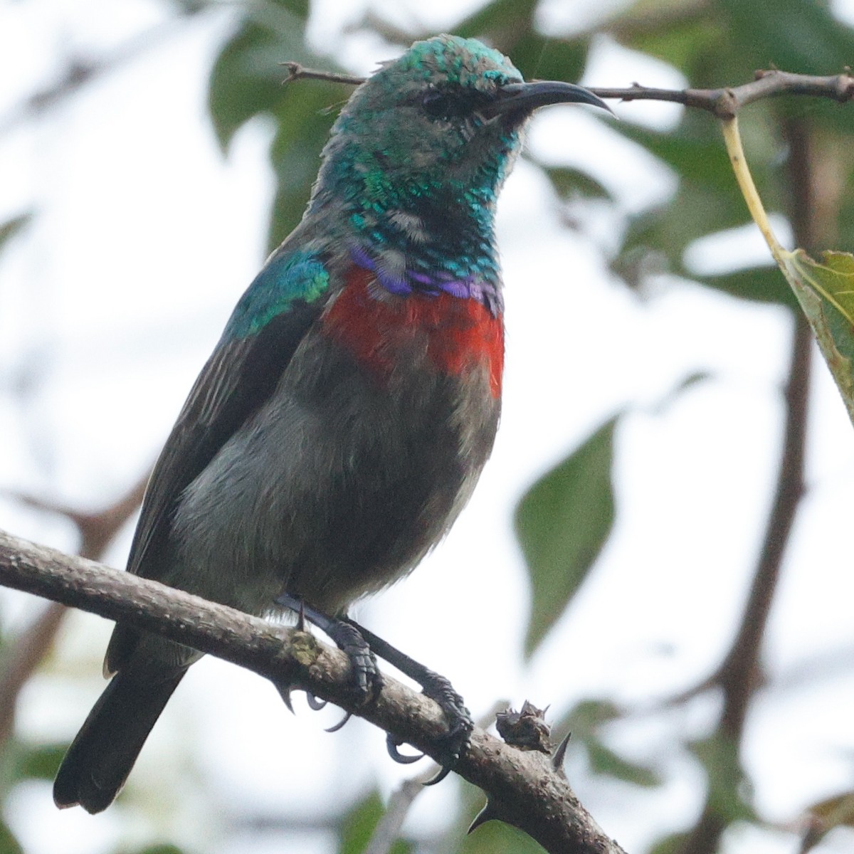 Neergaard's Sunbird - ML637638594