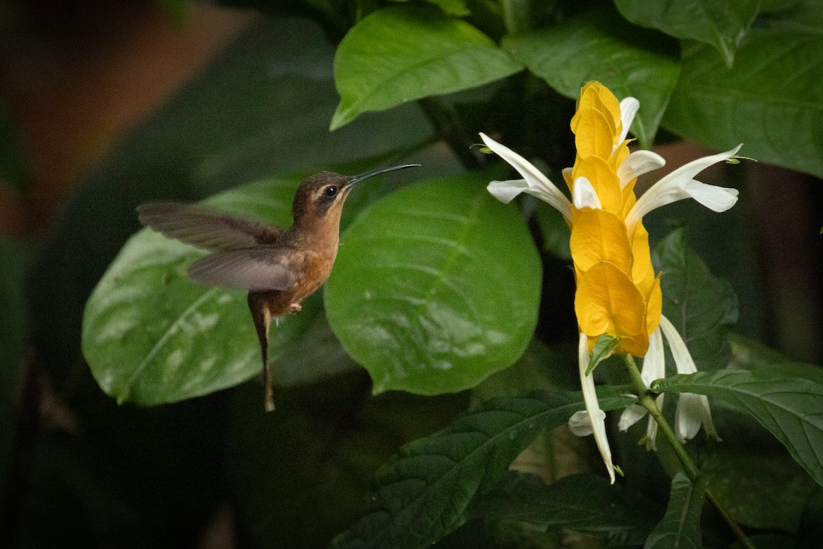 Stripe-throated Hermit - ML637638623