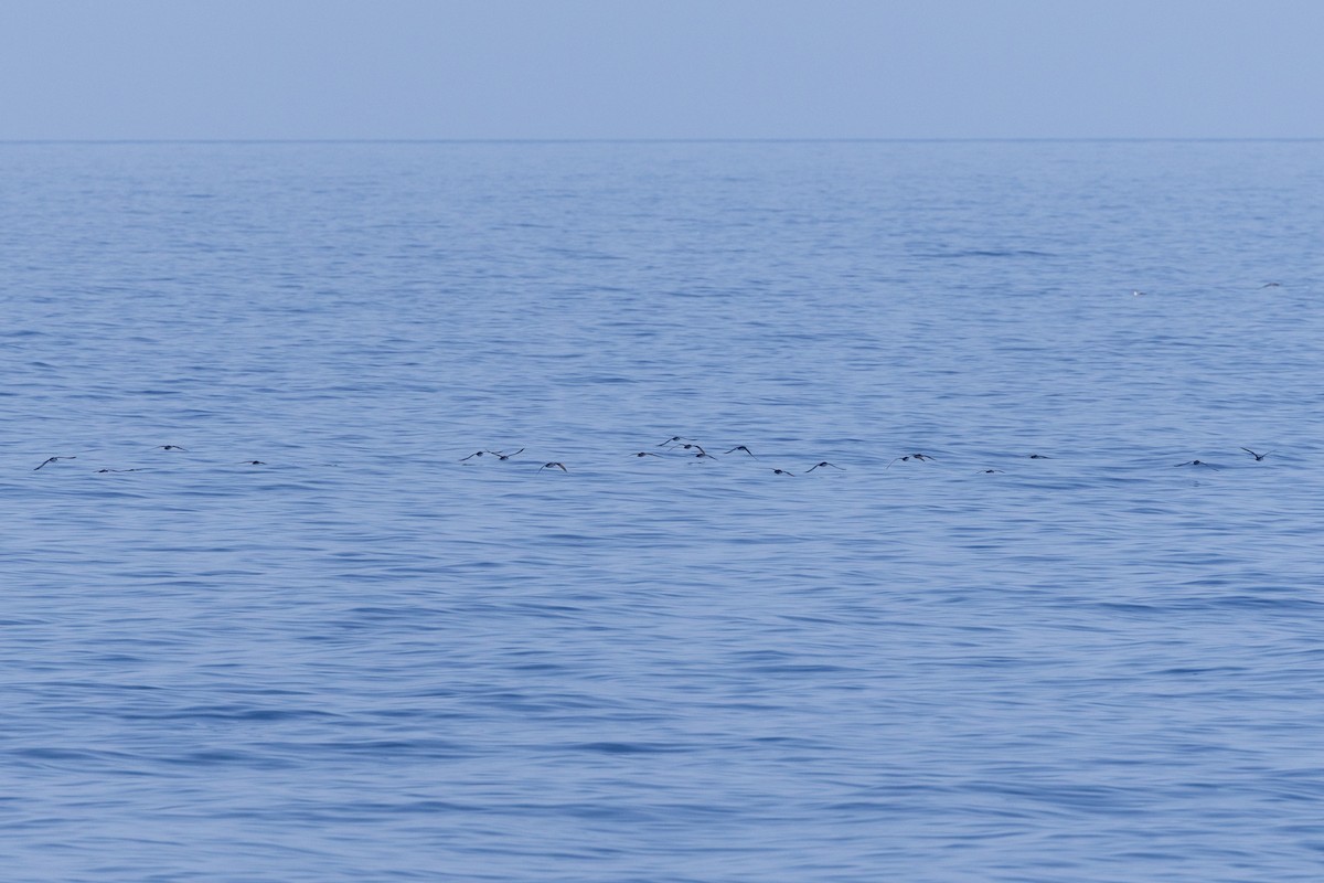 Yelkouan Shearwater - ML637638624