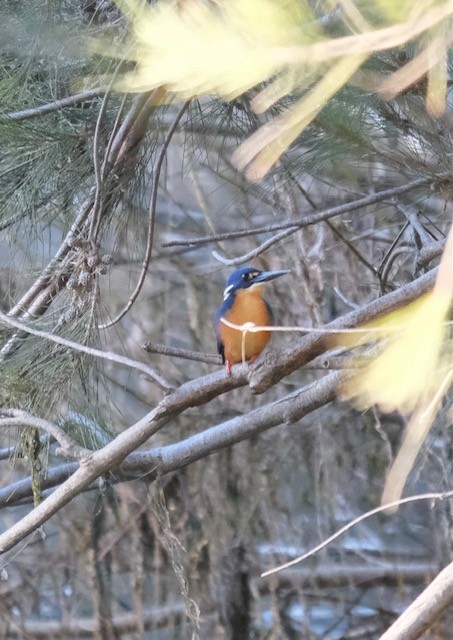 Azure Kingfisher - ML637638661