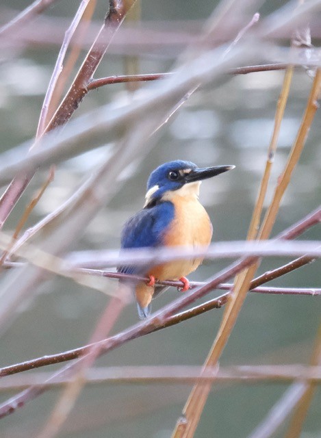 Azure Kingfisher - ML637638662